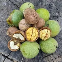زمین-باغ-زراعی