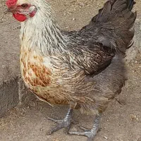 فروش مرغ تخم گذار