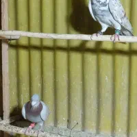 کفتر اس شهرستانی نر