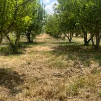 باغ-ویلا1500مترسندچهاردیوارمجوزابراهیم-بیگ-نظراباد