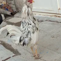 کلشیر گلین درشت هیکل قشنگ درجه یک یک