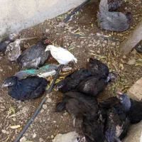 جوجه ،مرغ وغاز