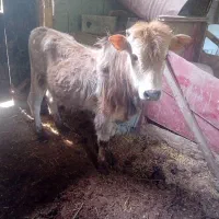 گاو ورزا شیر مست