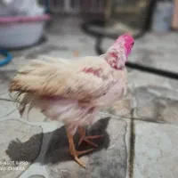 جوجه 4 ماهه