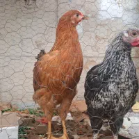 جوجه رسمی حدود 4 ماهه سرحال