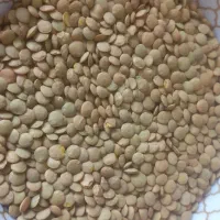 عدس  نخود کیلو۱۷۰ لپه کیلو ۱۹۵ لوبیا چیتی سرحد۲۸۰