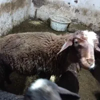 بره نرافشار