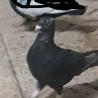 پرنده