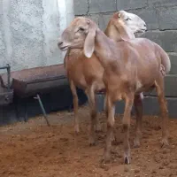 بره قوچ چینی