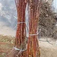 فروش نهال گردو بادام سیب انگور گلابی مرکبات گلدانی