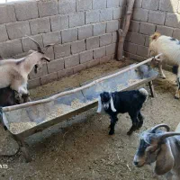 بز با کهره