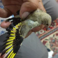 سهره نر