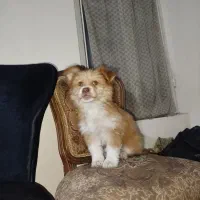 سگ پا کوتاه