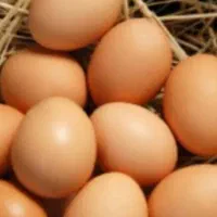 تخم مرغ محلی