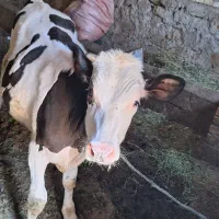 فروش دو راس گوساله نر