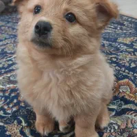 توله پامر اشپیتز ماده