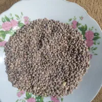 حبوبات عمده فروشی