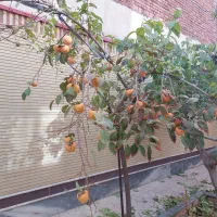 یک-واحد-کارگاه-به-متراژ-400-متر