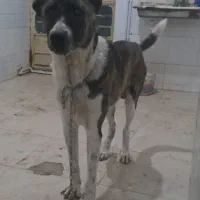 سگ خراسانی