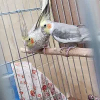 جفت عروس با چهار جوجه
