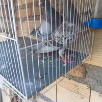 یک جفت آلمانی نروماده پرشی