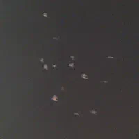 3تا نر درجه یک رو هم 8 تومن تکی قیمت فرق میکنه
