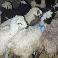 بره ماده داشتی گله ای کوه چر