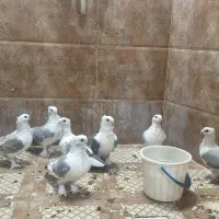 کفتر بلژیکی