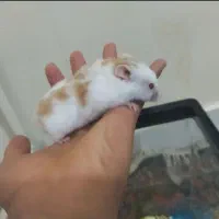 همستر نژاد سوری