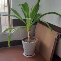 با سلام گل سوسن ۸ساله به دلیل کم بود جا میفروشم