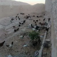 جوجه مرغ و خروس