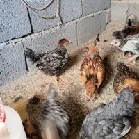جوجه گلپایگان