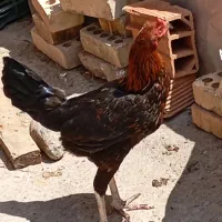 مرغ دورگه لاری