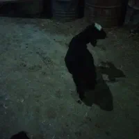 بره یک ماهه
