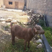 حیوان بز داشت
