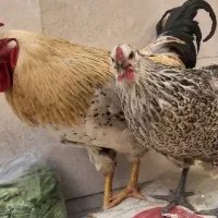 مرغ کرچ  تخم ازشما