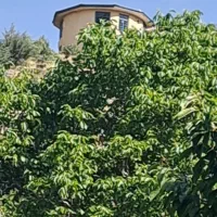 باغ فروشی در فشم