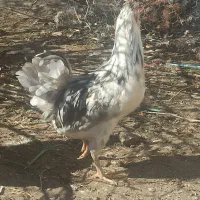 خروس گلین چهل تاچ