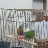 جفت گرینچیک مولد