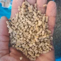 دان مرغ|حیوانات مزرعه|قزوین, |دیوار