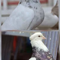 کبوتر طوقی گمشده
