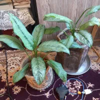 گل اگلونما رسمی