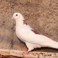 کبوترپرشی خوب