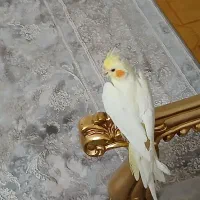 عروس هلندی