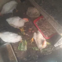 خروس