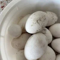 تخم غاز