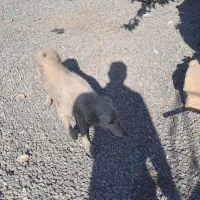 توله سگ رایگان