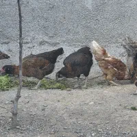 فروش مرغ و خروس