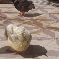 اردک   پرنده گردن سبز و سفید