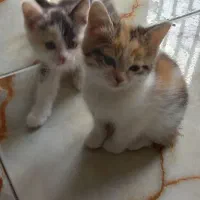 واگذاری توله گربه اسکاتیش فولد